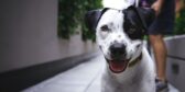 Must love dogs: How to make extra money pet sitting
