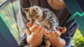 How Much Does It Cost to Own a Cat? A Realistic 2026 Cost Guide